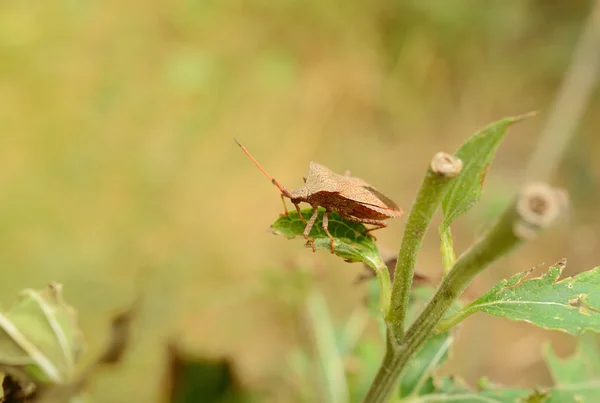 Büdös bogár a kertben — Stock Fotó