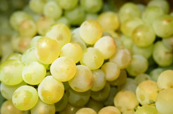 Witte wijn druiven — Stockfoto