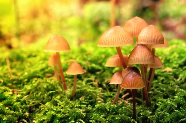 Mushroom family on the mossy ground — Stock Photo, Image