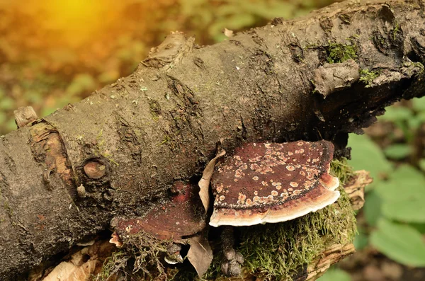 Vintage photo of mushroom — Stock Photo, Image