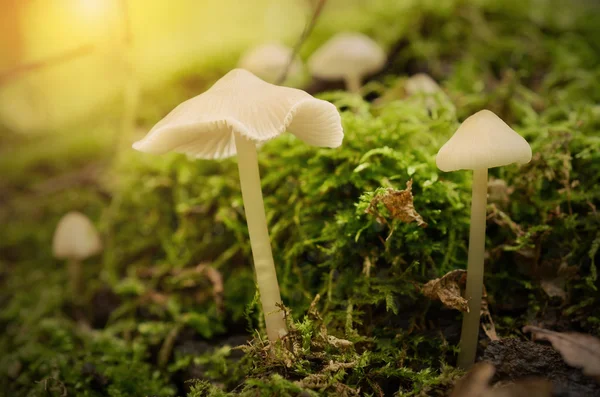 Mushroom family on the mossy ground — Stock Photo, Image