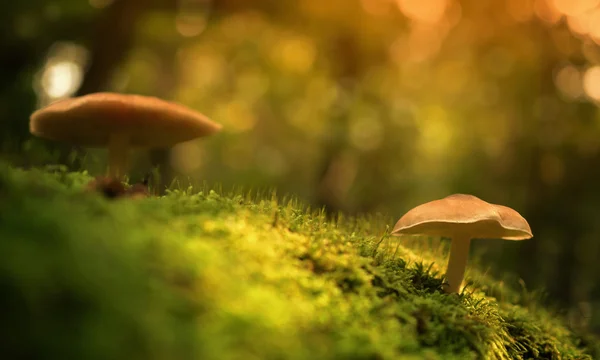 Mushrooms on the mossy ground — Stock Photo, Image