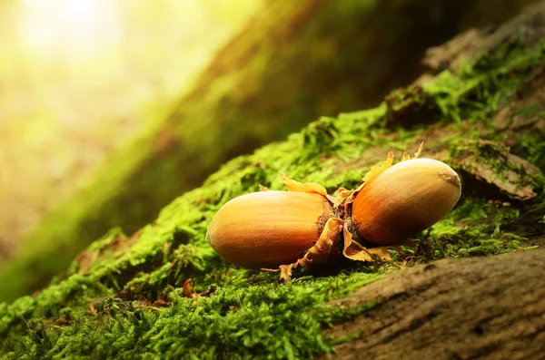 Hazelnuts on a mossy ground — Stock Photo, Image