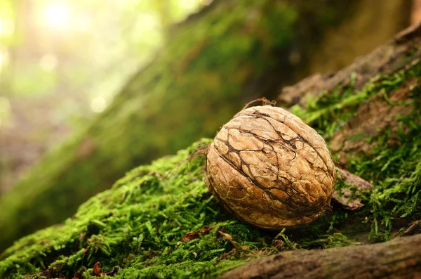 Nut on a mossy ground — Stock Photo, Image