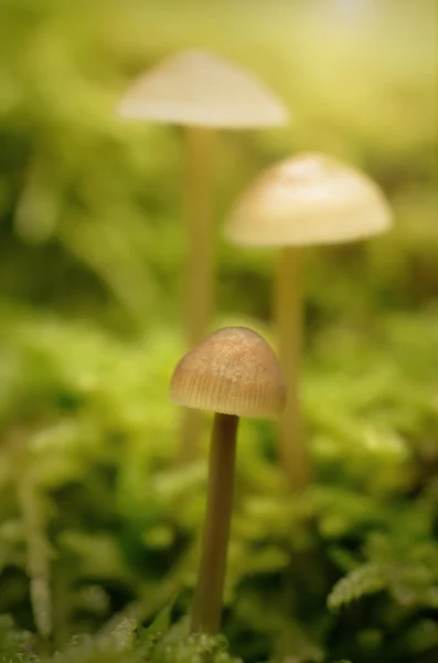 Mushroom family on the mossy ground — Stock Photo, Image