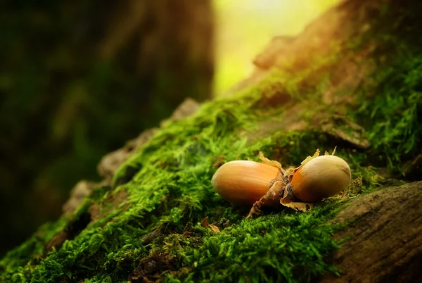 Hazelnuts on a mossy ground — Stock Photo, Image