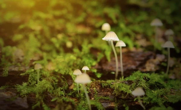 Little mushroom family in the forest — Stock Photo, Image