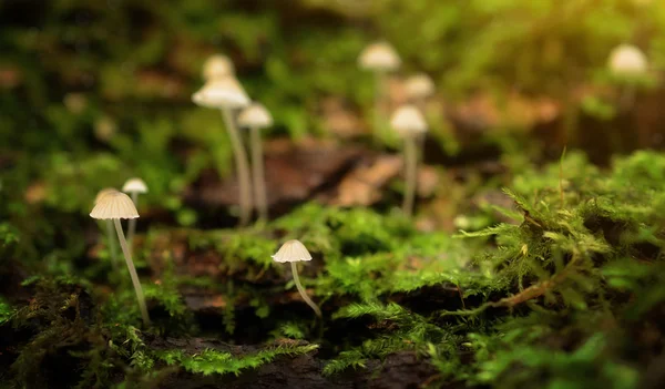 Little mushroom family in the forest — Stock Photo, Image