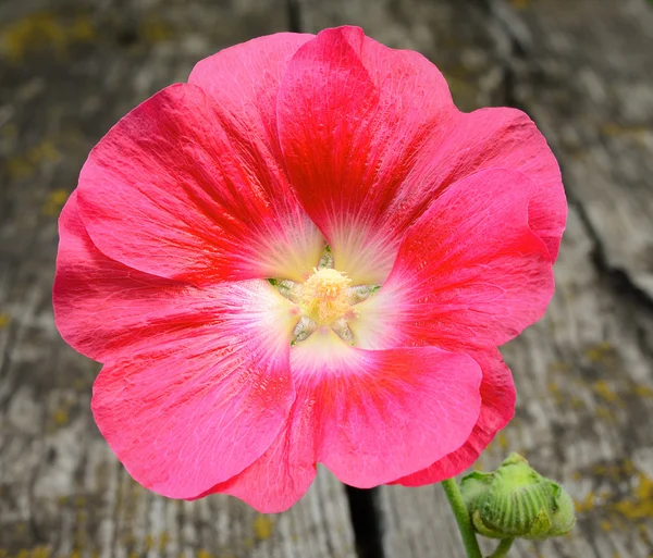 Malva flor no fundo de madeira — Fotografia de Stock
