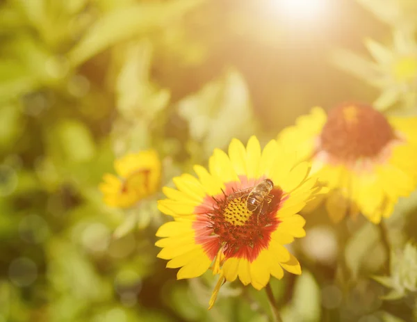 Mjukt fokus, vackra blommor och bee — Stockfoto