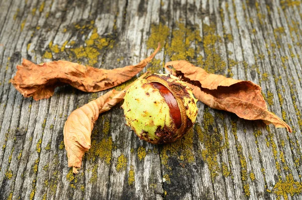 Horse chestnut on the wooden background — Stock Photo, Image