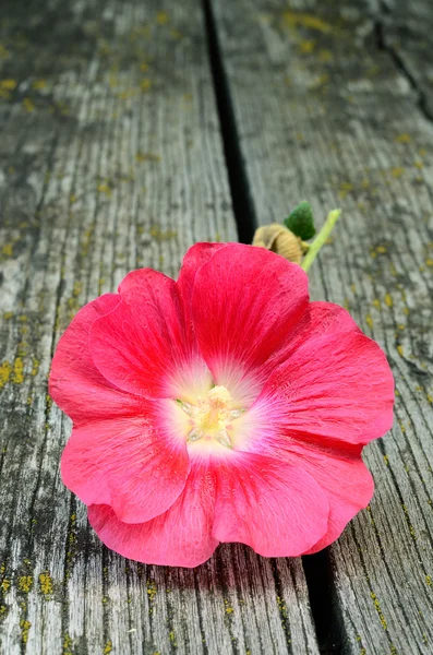 Sléz květ na dřevěné pozadí — Stock fotografie