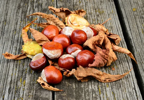 Horse chestnut on the wooden background — Stock Photo, Image