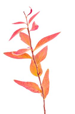 Renkli sonbahar yaprakları beyaz üzerine izole