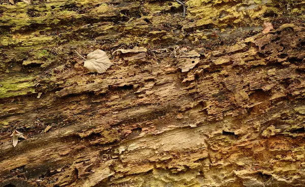 Folha de outono em um fundo de madeira — Fotografia de Stock