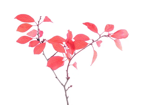 Feuilles rouges sur branche, fond blanc isolé — Photo