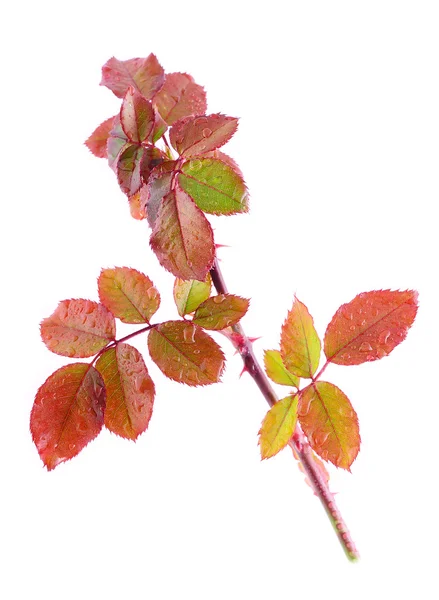 Color autumn rose branch isolated on white — Stock Photo, Image