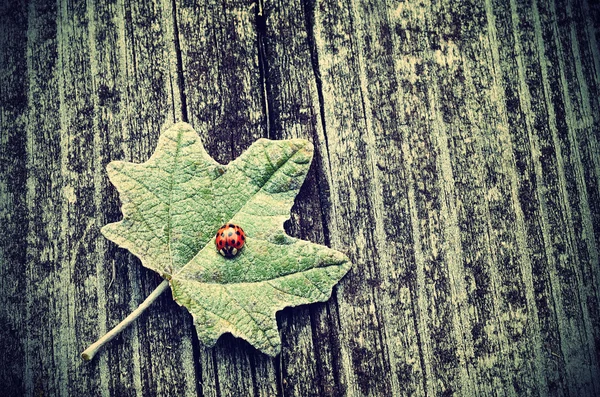 Uğur böceği yeşil yaprak üzerinde Vintage Fotoğraf — Stok fotoğraf