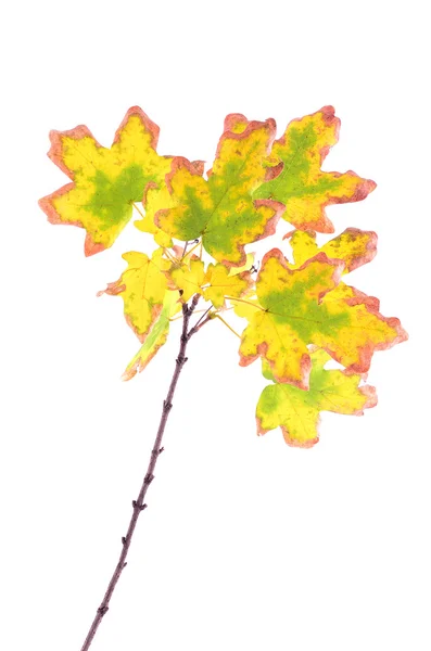 Autumn maple branch isolated on white background — Stock Photo, Image