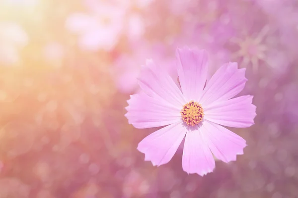 梦幻的紫色花朵背景 — 图库照片