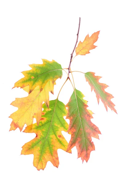 Oaken lämnar på en gren isolerade vit bakgrund — Stockfoto