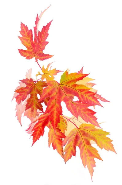 Hojas coloridas de otoño aisladas en blanco — Foto de Stock