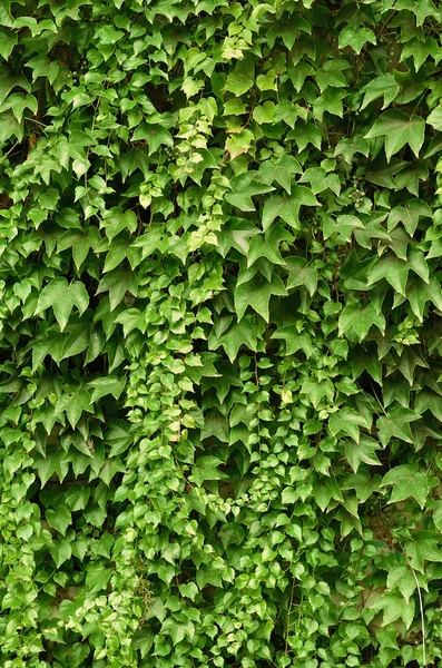 Стена из диких виноградных листьев — стоковое фото