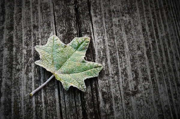木製の背景に葉します。 — ストック写真