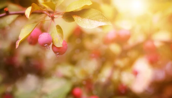 Ripe crabapples in a tree — Stock Photo, Image