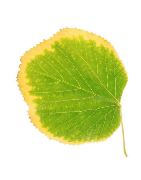 Hoja de tilo de otoño aislada sobre un blanco — Foto de Stock