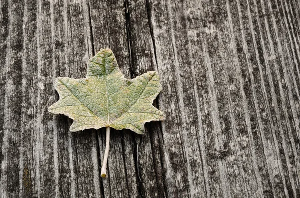 Feuille sur un fond en bois — Photo