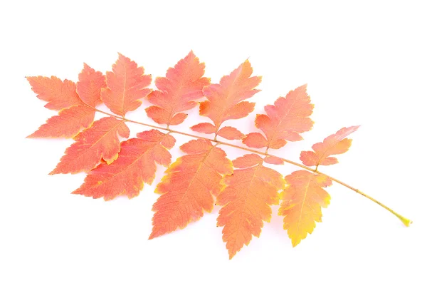 Hoja de otoño aislada sobre fondo blanco — Foto de Stock