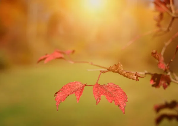 Folhas vermelhas de outono — Fotografia de Stock