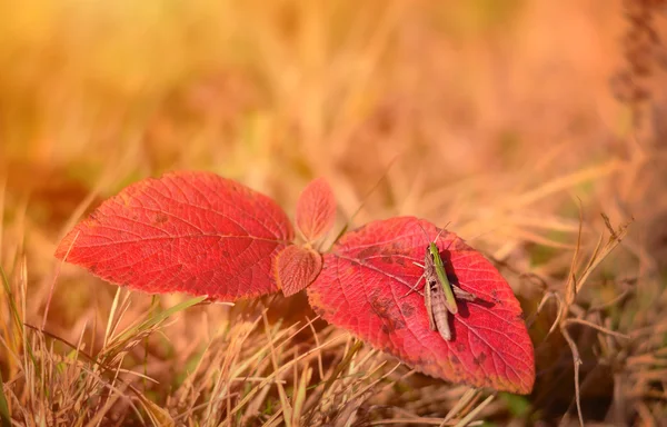 Grasshopper on autumn leaf — Stock Photo, Image