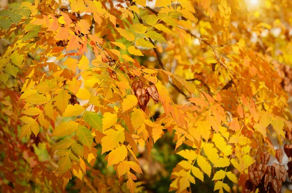 Podzimní listí na stromě — Stock fotografie