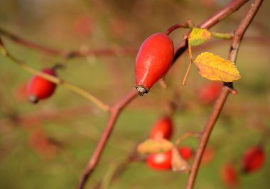 Kırmızı gül kalça