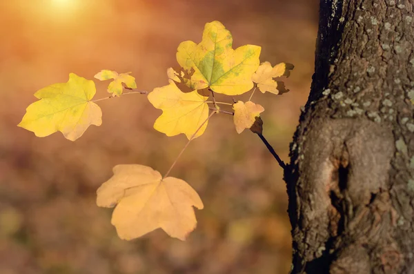 Herbstliche Ahornblätter — Stockfoto