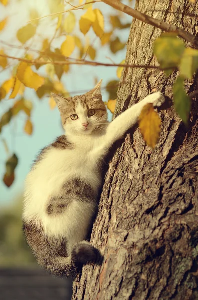 树上的小猫 — 图库照片