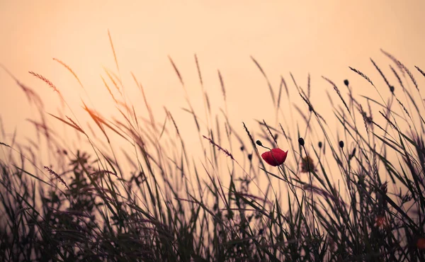 Zomer papavers bij zonsondergang — Stockfoto