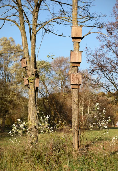 Bird nests on tree in the forest — Stock Photo, Image