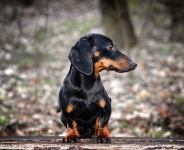 dachshund portresi