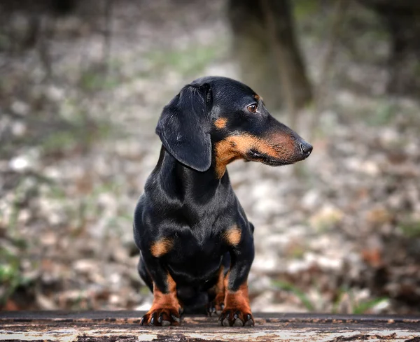 Retrato de dachshund — Fotografia de Stock