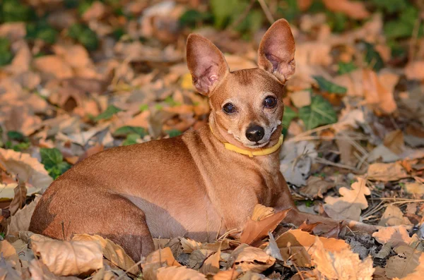 Miniature Pinscher lie on the dead leaf — Stock Photo, Image