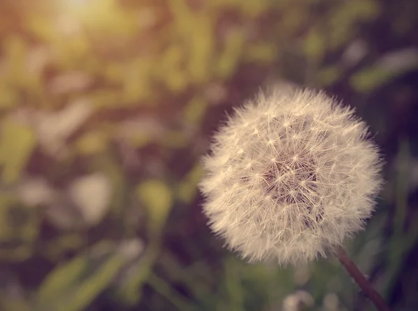 Foto de primer plano de un diente de león — Foto de Stock