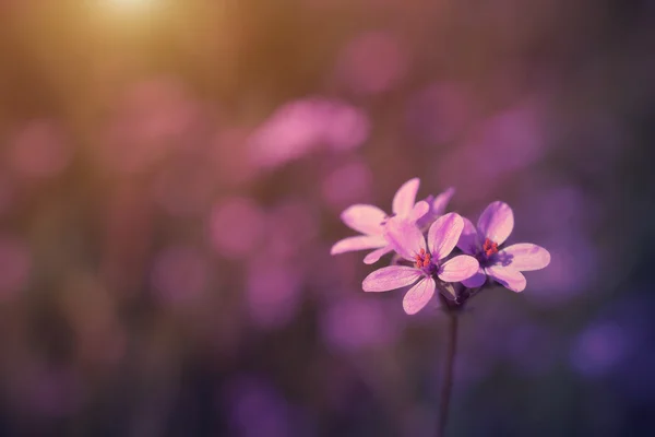 Vintage photo of wild flower in sunset — Stock Photo, Image