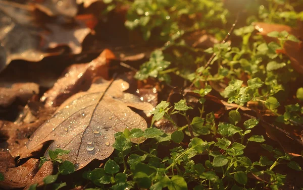 Wet autumn oak leaves — Stock Photo, Image