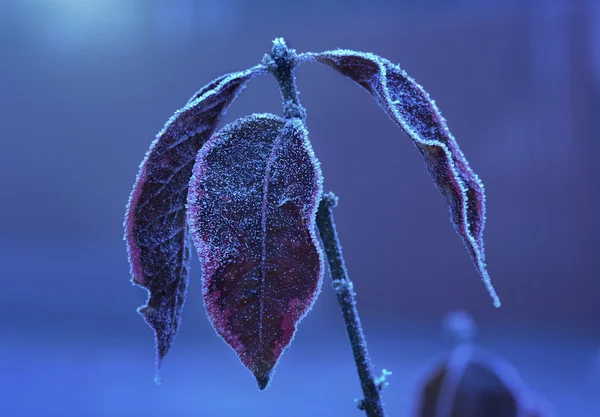Frosty bladeren in het park — Stockfoto