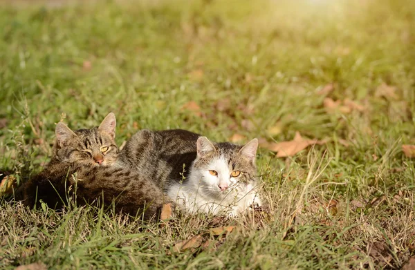 猫在草丛中休息 — 图库照片