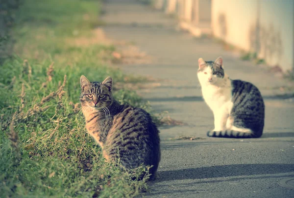 Gatos encantadores na rua — Fotografia de Stock