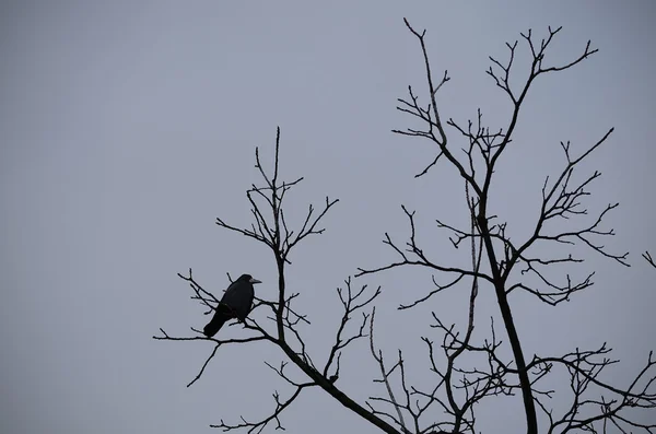 Uma silhueta de um grande corvo na árvore — Fotografia de Stock